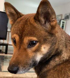 Meet your Posher, Alicia